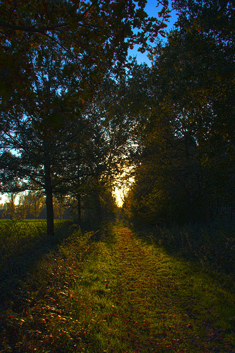 Wald-Flur Krefeld